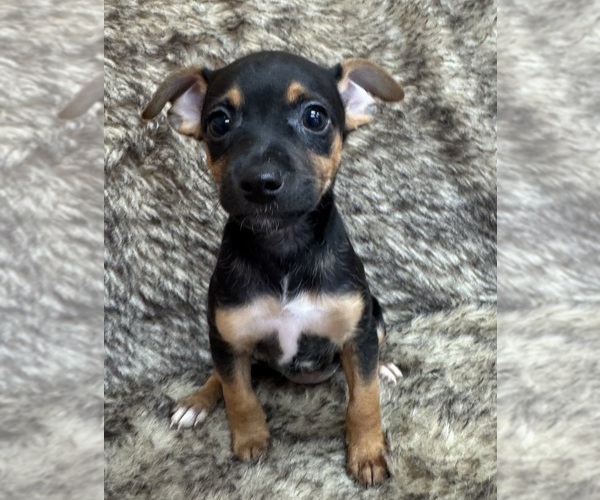 Medium Photo #7 Rat Terrier Puppy For Sale in WHITAKERS, NC, USA