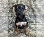 Small #6 Rat Terrier