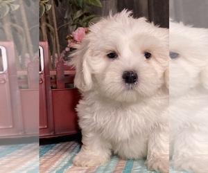 Havaton Puppy for sale in CANOGA, NY, USA