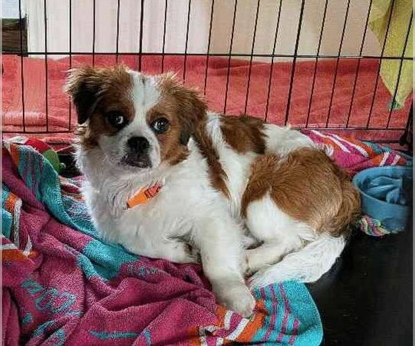 Medium Photo #2 Colonial Cocker Spaniel-Unknown Mix Puppy For Sale in Bellevue, WA, USA