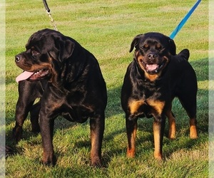 Rottweiler Puppy for sale in ALLENDALE, MI, USA
