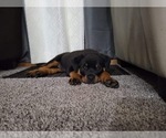Small Photo #2 Rottweiler Puppy For Sale in VONORE, TN, USA
