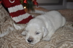 Small Photo #3 Golden Retriever Puppy For Sale in TOONE, TN, USA
