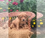 Puppy Ginger Golden Retriever