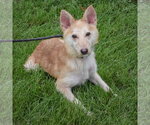 Small #2 Shiba Inu Mix
