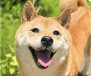 Shiba Inu Dogs for adoption in San Ramon, CA, USA