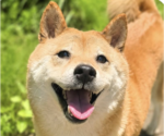 Small Shiba Inu