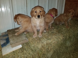 Golden Retriever Puppy for sale in LANCASTER, WI, USA