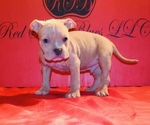 Small #2 American Bully
