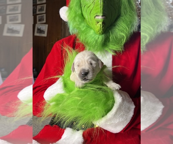 Medium Photo #8 Golden Retriever Puppy For Sale in NEOLA, WV, USA