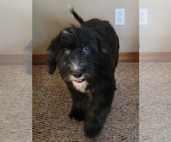 Medium Photo #5 Sheepadoodle Puppy For Sale in GOLDEN CITY, MO, USA