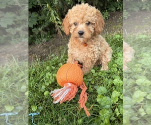 Cockapoo (Miniature) Puppy for sale in MIDDLEBURY, IN, USA