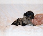 Small #5 Poodle (Toy)-YorkiePoo Mix