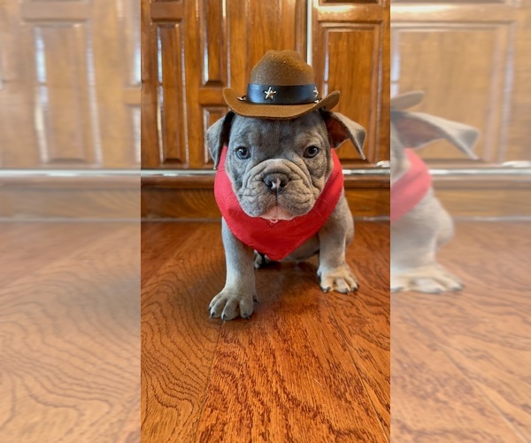Medium Photo #38 Olde English Bulldogge Puppy For Sale in FORT WORTH, TX, USA