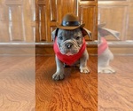 Small Photo #38 Olde English Bulldogge Puppy For Sale in FORT WORTH, TX, USA