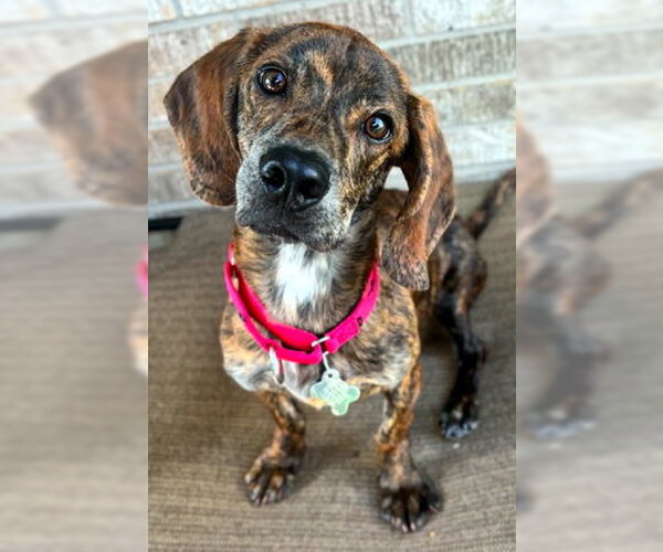 Medium Photo #4 Basset Hound-Plott Hound Mix Puppy For Sale in Deepwater, NJ, USA