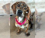 Small #3 Basset Hound-Plott Hound Mix