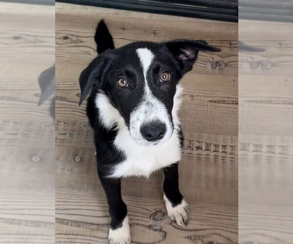 Medium Photo #3 Border Collie Puppy For Sale in Bolivar, MO, USA