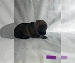 Puppy Purple German Shepherd Dog