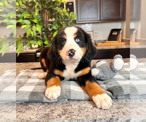 Bernese Mountain Dog Puppy for sale in INDIANAPOLIS, IN, USA