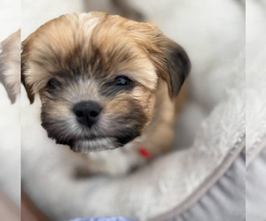 Medium Shorkie Tzu