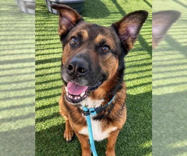 Medium Photo #4 German Shepherd Dog-Unknown Mix Puppy For Sale in Las Vegas, NV, USA