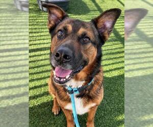 JAX - Male German Shepherd Dog-Unknown Mix Dog for Adoption - Photo #4