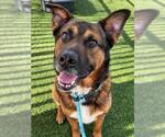 Small Photo #4 German Shepherd Dog-Unknown Mix Puppy For Sale in Las Vegas, NV, USA