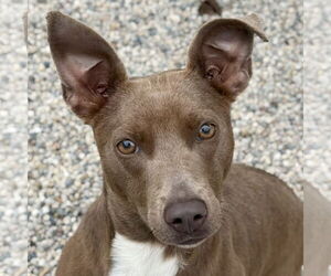 Mutt Dogs for adoption in Jefferson, WI, USA