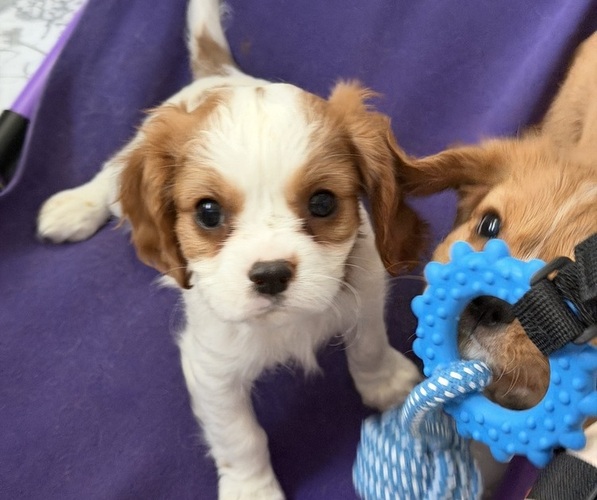 Medium Photo #23 Cavalier King Charles Spaniel Puppy For Sale in PARKER, CO, USA
