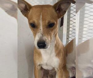 Chihuahua Dogs for adoption in Bakersfield, CA, USA