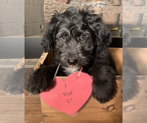 F2 Aussiedoodle Puppy for sale in ARBA, IN, USA