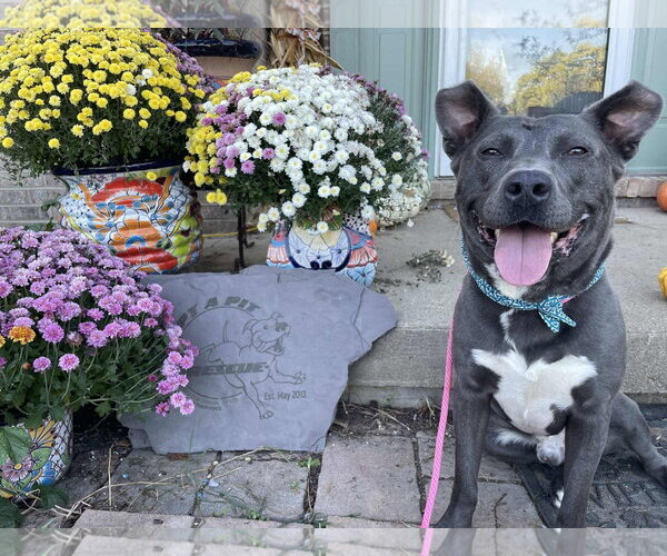 Medium Photo #10 American Pit Bull Terrier-Labrador Retriever Mix Puppy For Sale in Germantown, OH, USA