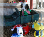 Small Photo #7 Miniature Australian Shepherd Puppy For Sale in WITTMANN, AZ, USA