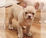 Small Photo #2 French Bulldog Puppy For Sale in SNOHOMISH, WA, USA