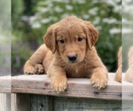 Small Photo #5 Golden Retriever Puppy For Sale in WOLCOTT, IN, USA