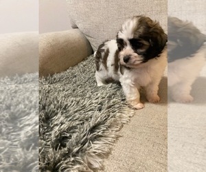 ShihPoo Dogs for adoption in DANVILLE, VA, USA