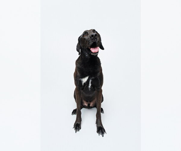 Medium Photo #8 Chocolate Labrador retriever-Labrador Retriever Mix Puppy For Sale in Houston, TX, USA