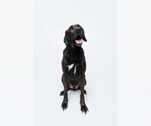 Levi - Male Chocolate Labrador retriever-Labrador Retriever Mix Dog for Adoption - Photo #8