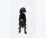 Small #7 Chocolate Labrador retriever-Labrador Retriever Mix