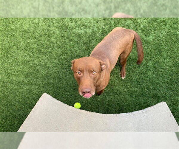 Medium Photo #2 Labrador Retriever Puppy For Sale in Moreno Valley, CA, USA