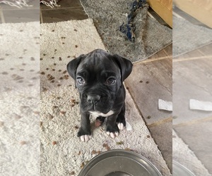 Boxer Puppy for Sale in MCMINNVILLE, Tennessee USA
