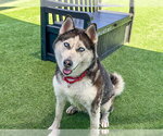 Small #3 Siberian Husky