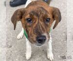Small #1 Spaniel Mix