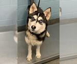 Small Siberian Husky Mix