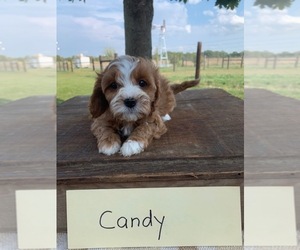 Cavapoo Puppy for sale in GRABILL, IN, USA
