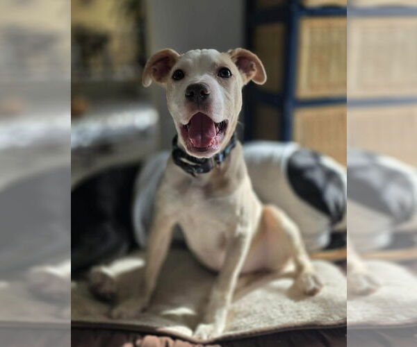 Medium Photo #3 Boxer-Unknown Mix Puppy For Sale in Spotsylvania, VA, USA