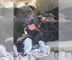 American Pit Bull Terrier-Labrador Retriever Mix Dogs for adoption in Holly Springs, NC, USA