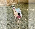 Small #10 Bullboxer Pit