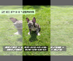 Small #4 French Bulldog